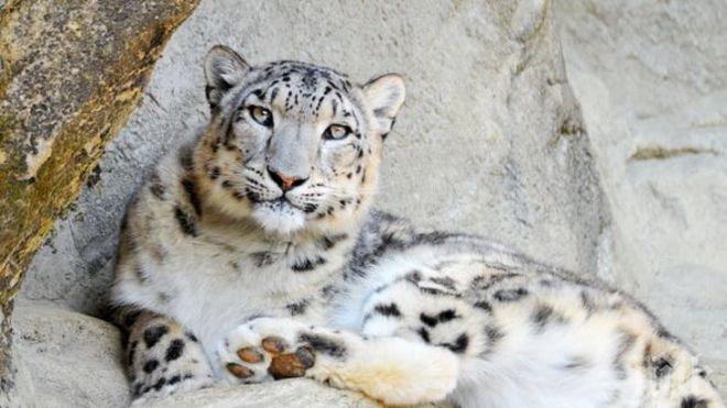 Пазач в зоопарка гушка ягуар