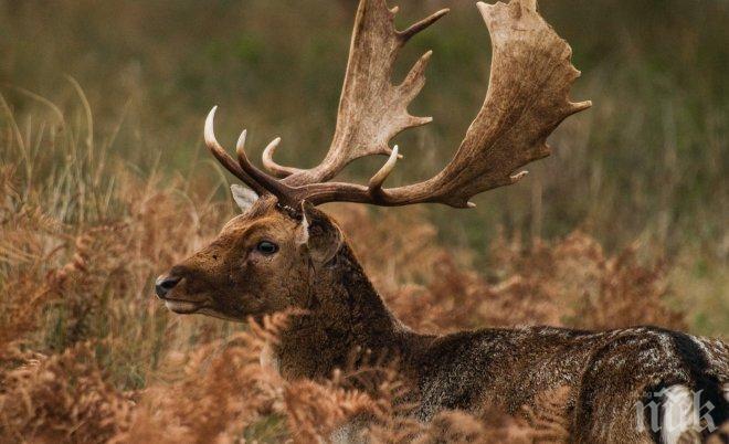 Дървосекач влиза за 6 месеца в затвора заради брутално убийство на елен