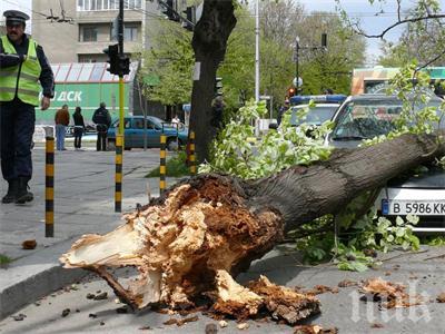 Във Велико Търново отстраняват паднали от снега дървета и клони 