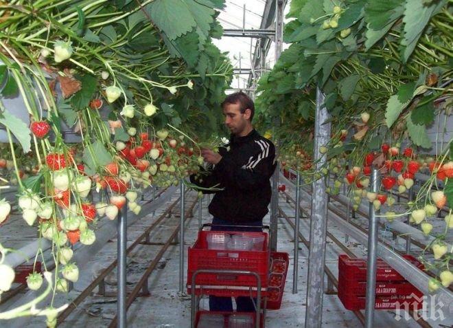 Германия търси български студенти за лятна бригада, заплащането е почасово