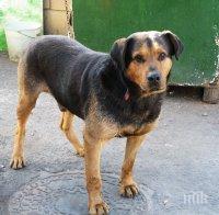 Стотици съдят Столичната община заради бездомни кучета, дупки и шахти