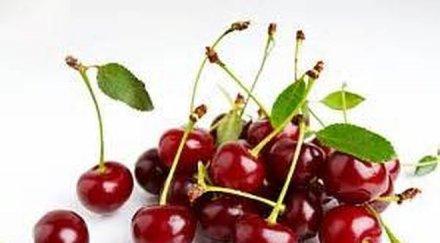 японският посланик сади вишни хасково