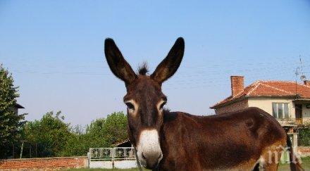 наквасен македонец преспа магаре обеща повтаря