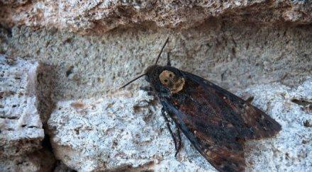 зловеща пеперуда появи великобритания навръх хелоуин снимки