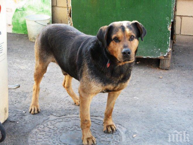 Стотици съдят Столичната община заради бездомни кучета, дупки и шахти