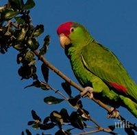 Шок! Папагал в Тасмания навърши 100 години