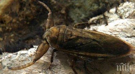 редки изчезващи хлебарки мутанти плъзнаха пловдив