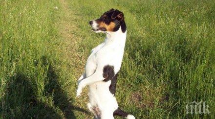 месеца затвор мъж убил куче