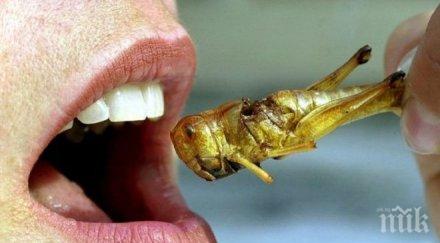 белгия пусна хранителни продукти насекоми