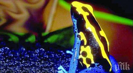 откриха нов вид жаби йорк