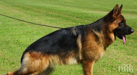 немски овчарки включват охраната границата турция