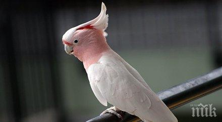 кралица елизабет изпрати писмо 100 годишно какаду