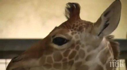 даваш $50 000 кръщаваш жирафче далас