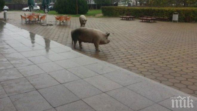 Прасета обикалят в Пловдивския университет (снимка)