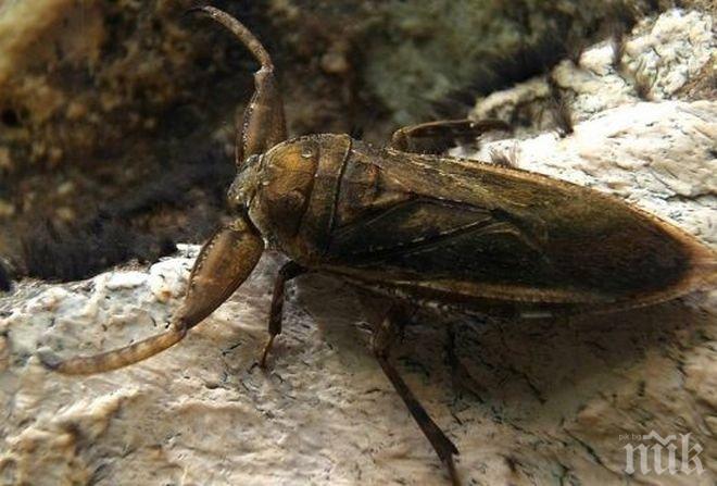 Редки и изчезващи хлебарки-мутанти плъзнаха в Пловдив