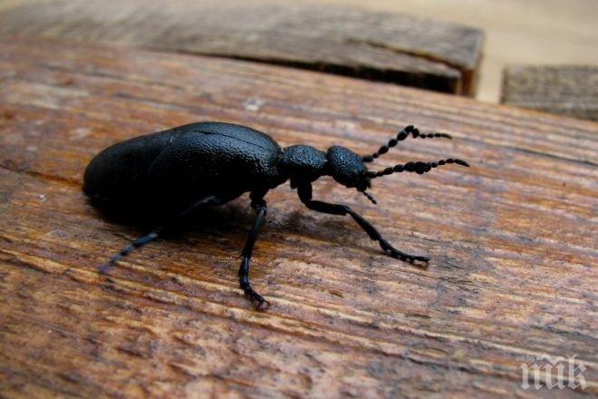 В Холандия предлагат кюфтета от бръмбари и чипс от лаври 