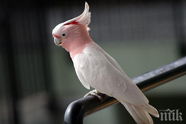 Кралица Елизабет изпрати писмо на 100-годишно какаду