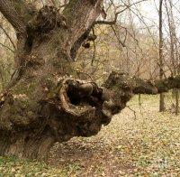 Банди изсякоха горите. Незаконният дърводобив достига 5 млн. куб.