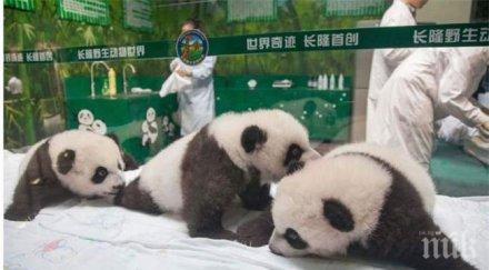 единствените панди тризнаци навършиха 100 дни видео