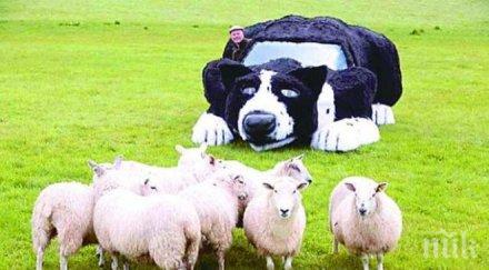 фермер дегизира колата куче