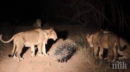 бодливо прасе пребори лъва видео
