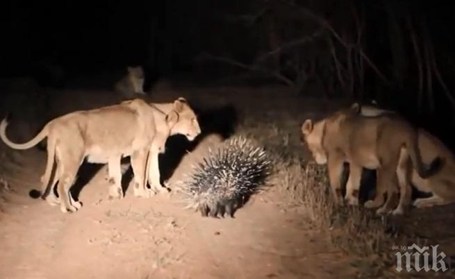 Бодливо прасе се пребори със 17 лъва (видео)
