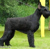 Изложба на кучета организират в Радомир