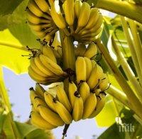 Българско село прибира реколта от банани