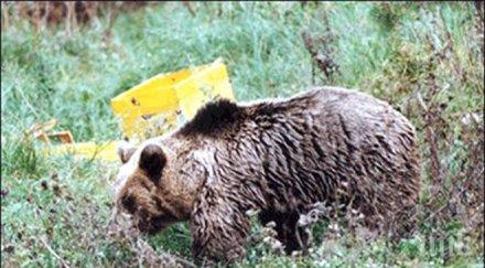 мечка отново напада пчелини карлово