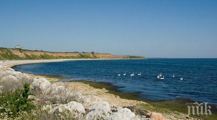 регистрираха изключително необичаен българия вид птица шабла