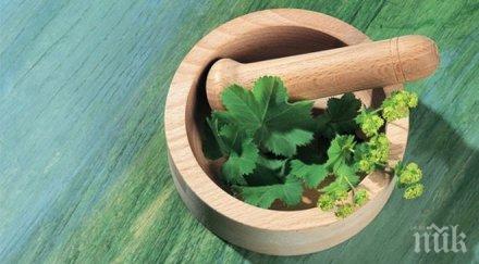 хомеопатия лекуват българите