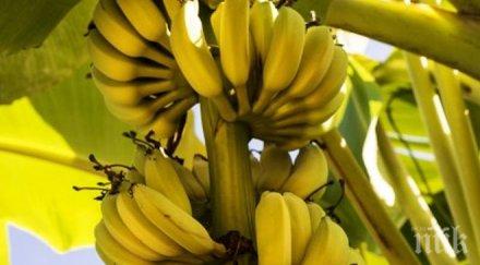 българско село прибира реколта банани