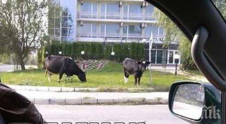 шок крави плъзнаха слънчев бряг пуснаха какао бийч снимки