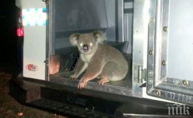 Невероятно, но факт! Арестуваха коала, предизвикала хаос в трафика в Сидни