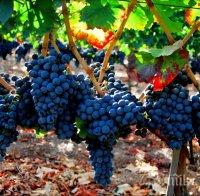 Градушки съсипаха реколтата от грозде в цялата страна
