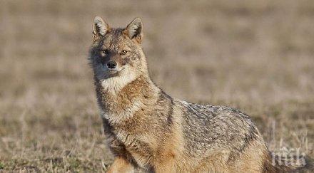 следа изчезналата сунгурларе еленка подозират нападение чакали