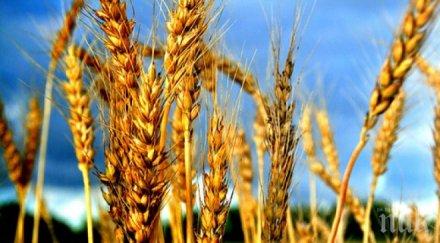 нов сорт пшеница прави макароните вкусни