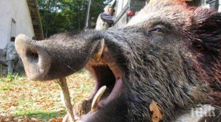 засякоха случая трихинелоза ловешко