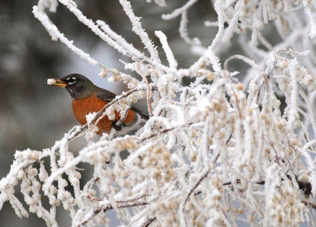 Снежни бури удрят от Монтана до Мичиган