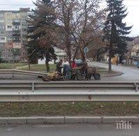 Ново зверство! Кон с каруца падна на улица в Перник, цигани го ритат да стане (снимки)