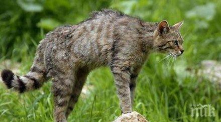 котешка чума удари варна