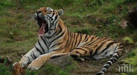 втори тигър путин избяга китай