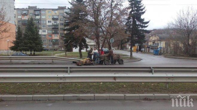 Ново зверство! Кон с каруца падна на улица в Перник, цигани го ритат да стане (снимки)