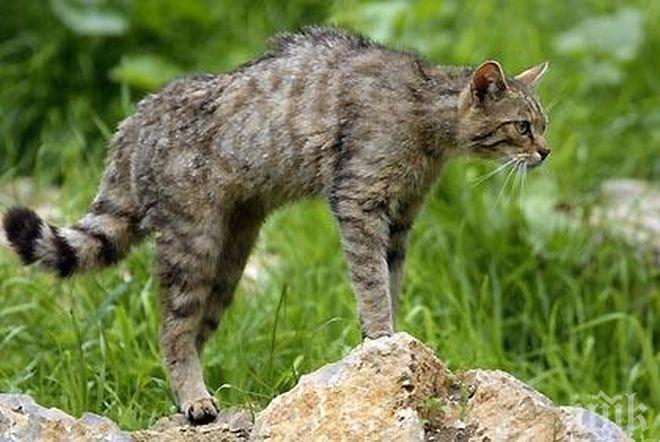 Котешка чума удари Варна