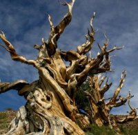 Най-старите дървета на планетата умират