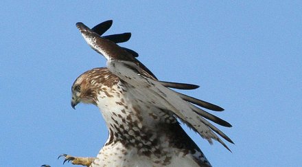 задържаха израелски орел шпионин