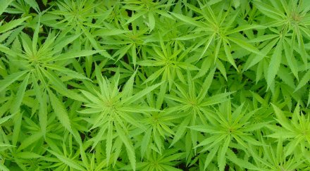 марихуаната вече легална щата вашингтон