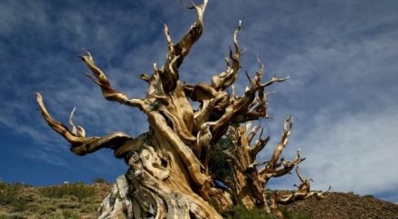 старите дървета планетата умират