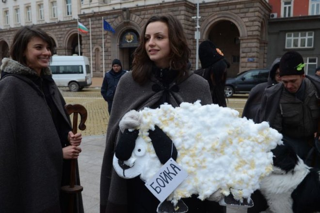 Изгониха овцата Бойка от Министерския съвет, натириха я към парламента