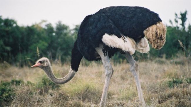 Байпаси от артерии на щрауси